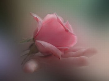te quiero flor