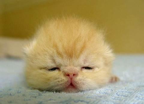 Domingo=domingo